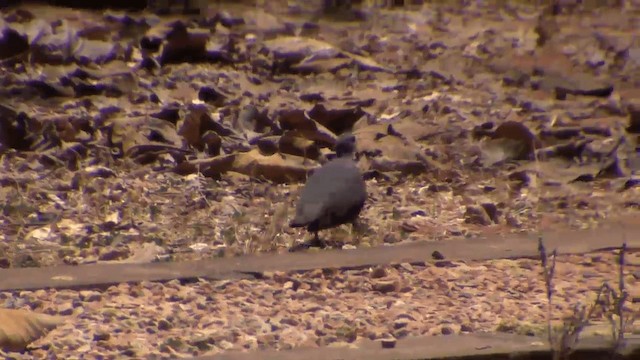 Pigeon de Madagascar - ML201698251