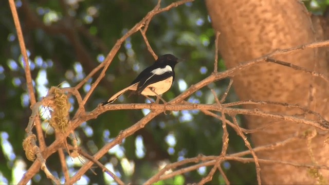 Madagascar Magpie-Robin (White-winged) - ML201698261