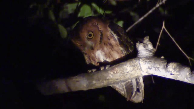 Madagascar Scops-Owl (Torotoroka) - ML201698311