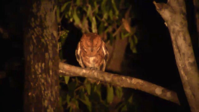 Madagascar Scops-Owl (Torotoroka) - ML201698321