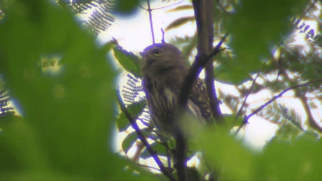 Peruvian Pygmy-Owl - ML201698491