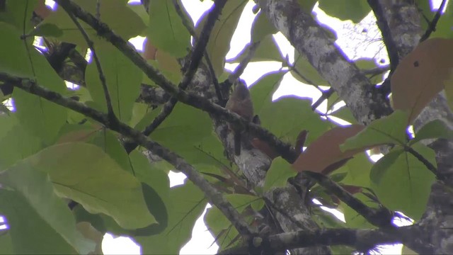 Лінивка-смугохвіст панамська - ML201698501