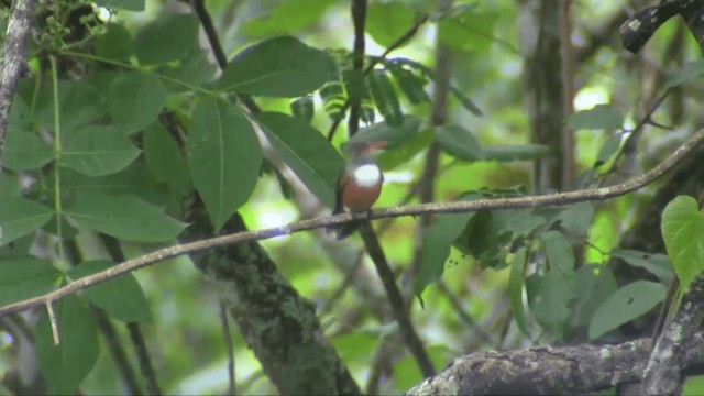 Amazilia Hummingbird (White-throated) - ML201698521