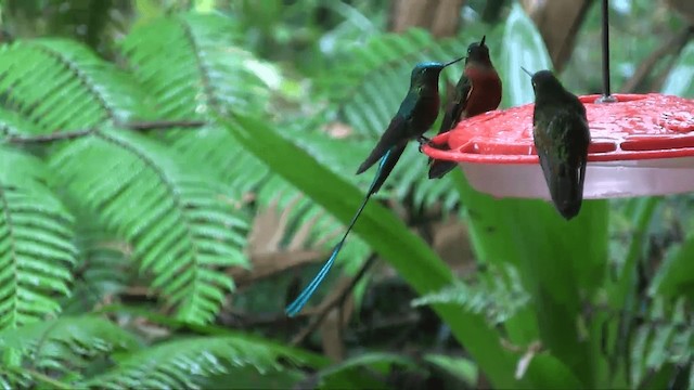 Long-tailed Sylph - ML201698621