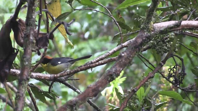 Yellow-breasted Brushfinch (Yellow-breasted) - ML201698651