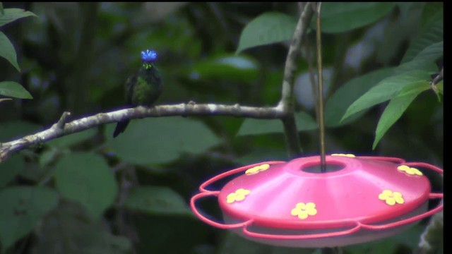 Violet-headed Hummingbird - ML201698701