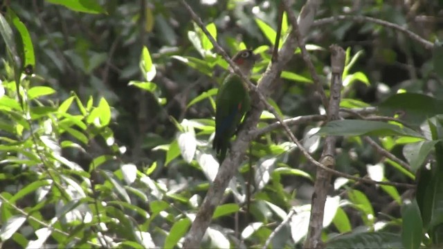  - White-necked Parakeet