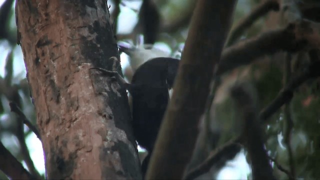 White-headed Woodpecker - ML201698891