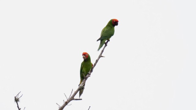 Red-masked Parakeet - ML201698971