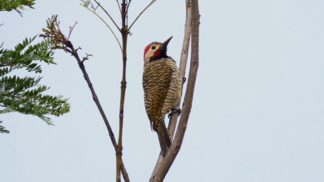 Black-necked Woodpecker - ML201699011