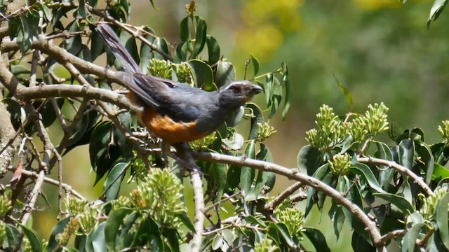 Rufous-bellied Mountain Tanager - ML201699131