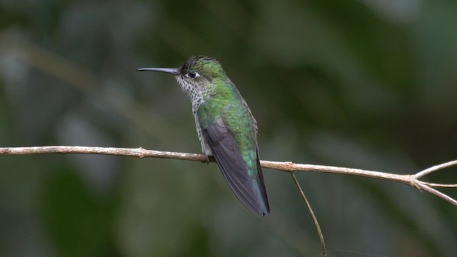 Many-spotted Hummingbird - ML201699231