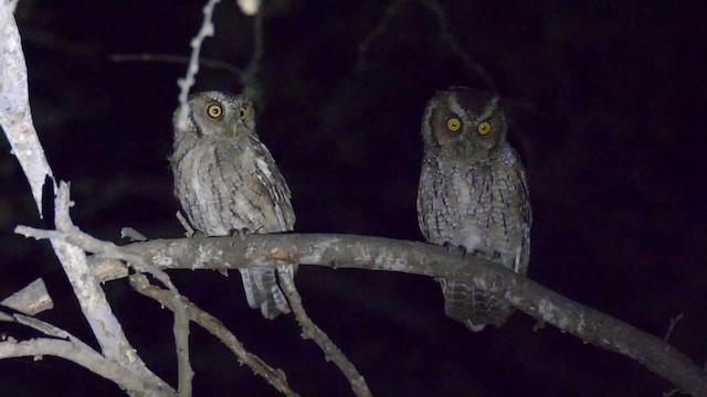 Peruvian Screech-Owl (pacificus) - ML201699241