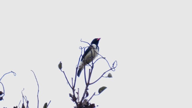 Red-billed Pied Tanager - ML201699301