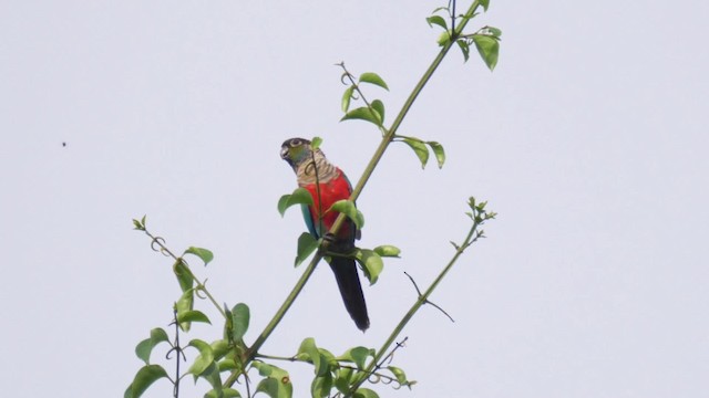 Crimson-bellied Parakeet - ML201699321