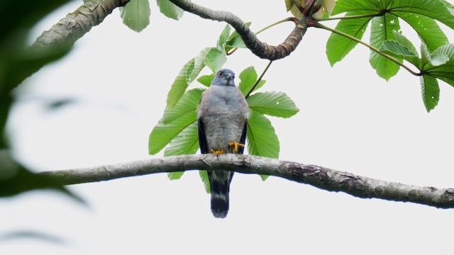 Double-toothed Kite - ML201699371