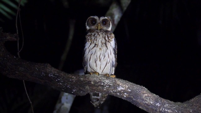 Mottled Owl (Amazonian) - ML201699431