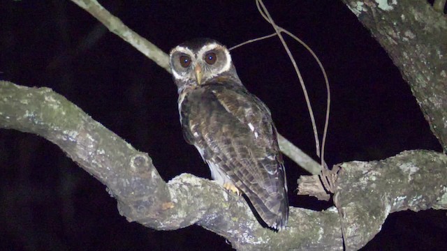 Mottled Owl (Amazonian) - ML201699441