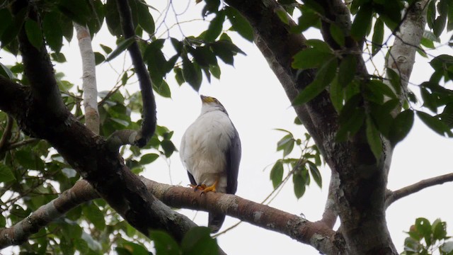  - Slaty-backed Forest-Falcon