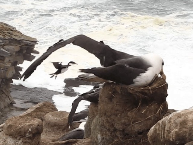 albatros černobrvý (ssp. melanophris) - ML201699971