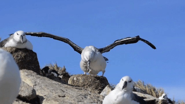 Albatros Ojeroso (melanophris) - ML201700081