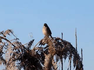 Grassland Sparrow - ML201700381