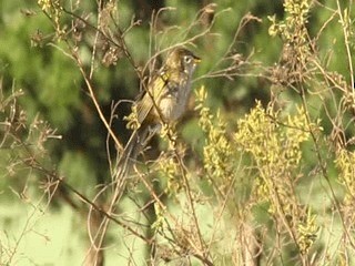 Wedge-tailed Grass-Finch - ML201700411