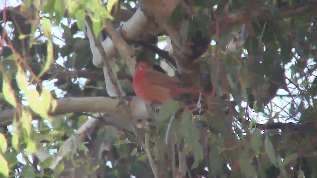 Hepatic Tanager (Northern) - ML201700431