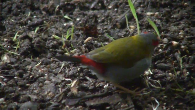 Red-browed Firetail - ML201700551