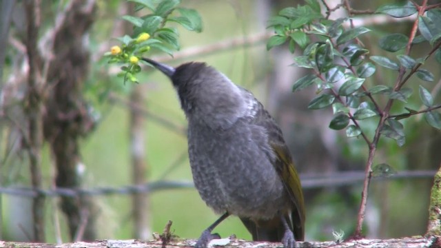  - Belford's Melidectes