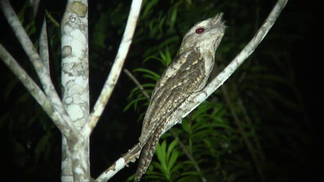 Marbled Frogmouth (Marbled) - ML201700861