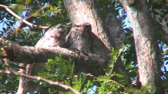 Papuan Frogmouth - ML201700881