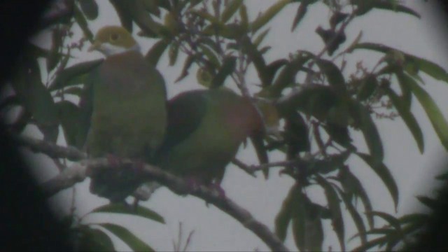Pink-spotted Fruit-Dove - ML201700921
