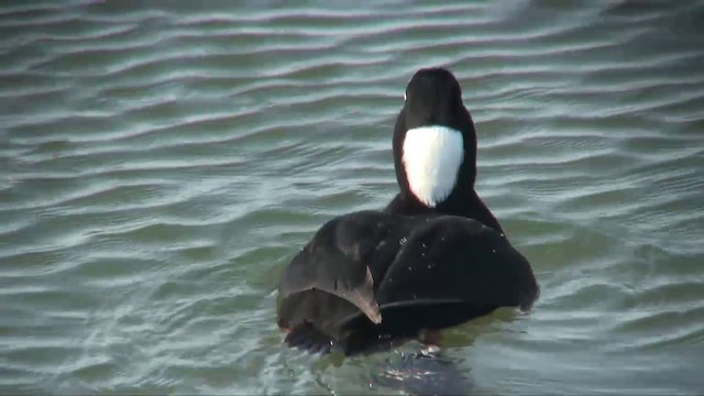 アラナミキンクロ Ebird