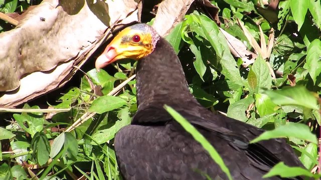 Greater Yellow-headed Vulture - ML201701551