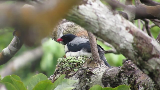 Red-billed Pied Tanager - ML201701591