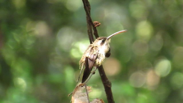 Длиннохвостый колибри-отшельник - ML201701631