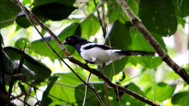 Magpie Tanager - ML201701701