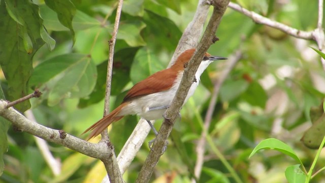  - Red-and-white Spinetail