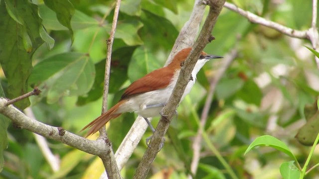 Red-and-white Spinetail - ML201701751