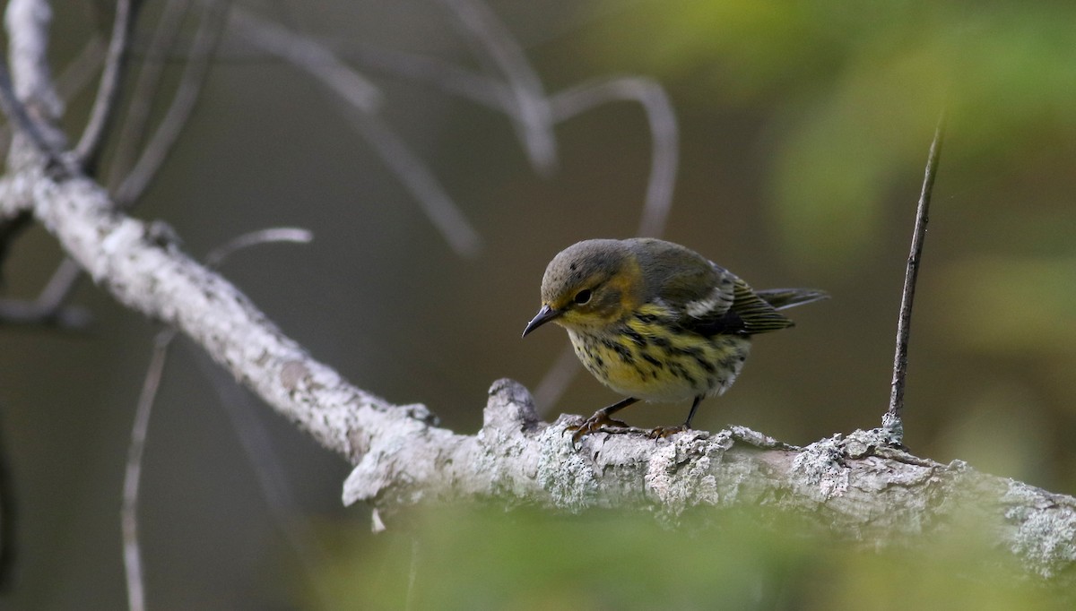 Cape May Warbler - ML20170201