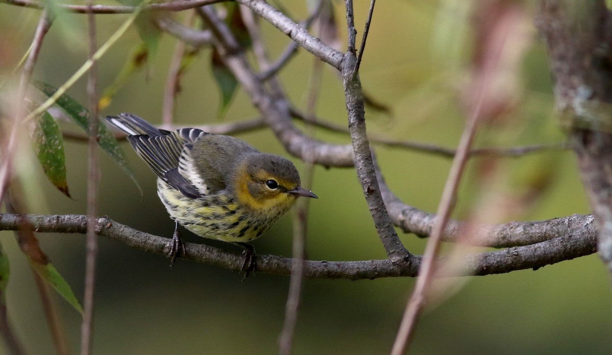 Cape May Warbler - ML20170211