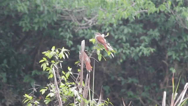 Yellow-chinned Spinetail - ML201702181