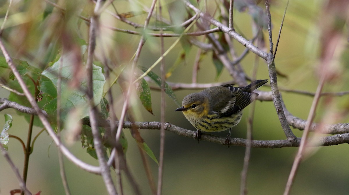 Cape May Warbler - ML20170221
