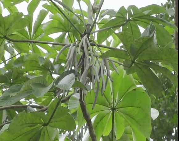  - White-vented Euphonia