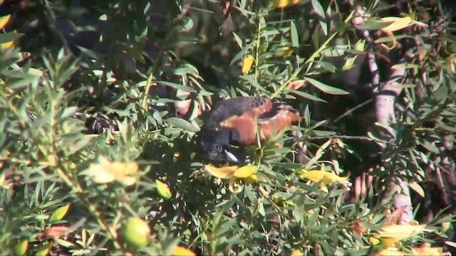 Orchard Oriole (Orchard) - ML201702741