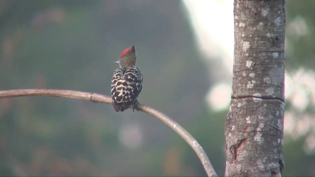 Gray-and-buff Woodpecker (Gray-and-buff) - ML201702981