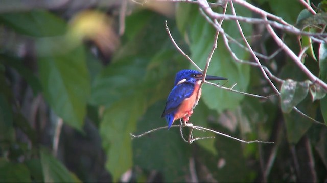 Blue-eared Kingfisher - ML201703001