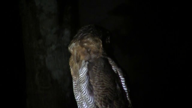 Brown Wood-Owl (Bornean) - ML201703011