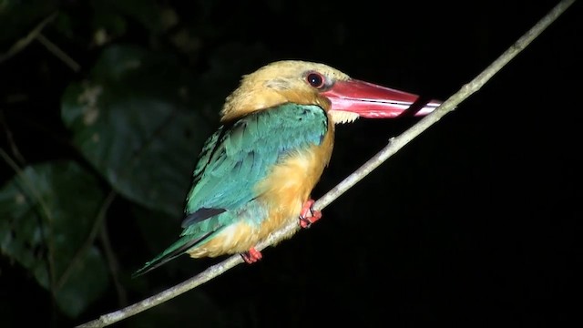 Stork-billed Kingfisher - ML201703161